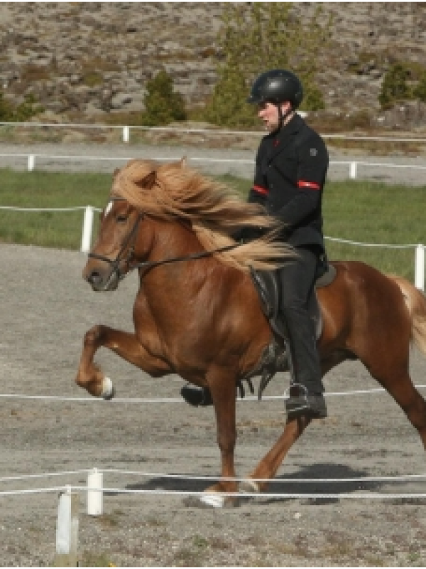 Söluhross-merar